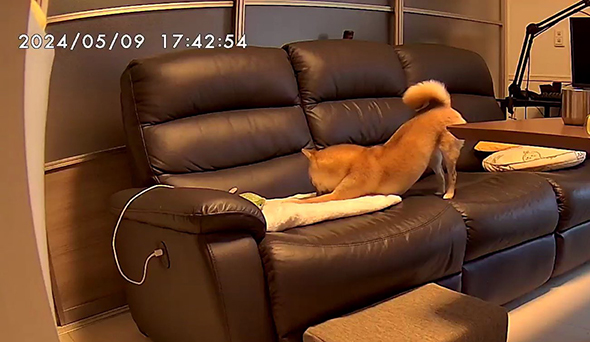 前あしをストレッチする柴犬ちゃん