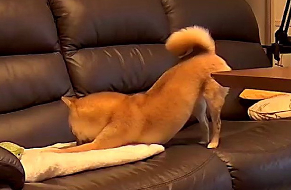 前あしをストレッチする柴犬ちゃんトリミング