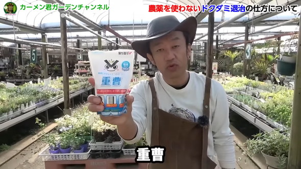 ドクダミの繁殖を除草剤なしで防ぐ方法の解説