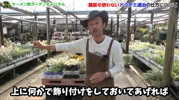 ドクダミの繁殖を除草剤なしで防ぐ方法の解説