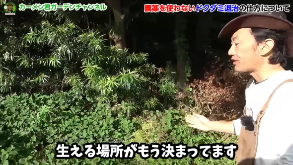 ドクダミの繁殖を除草剤なしで防ぐ方法の解説