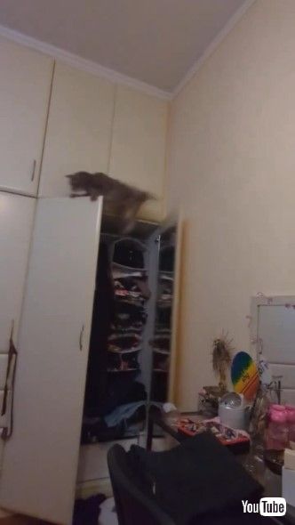 クローゼットのドアに乗り、落ちそうになっている猫