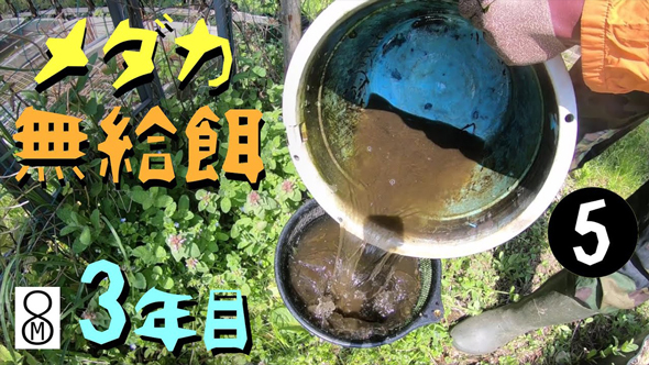 メダカビオトープの水替え