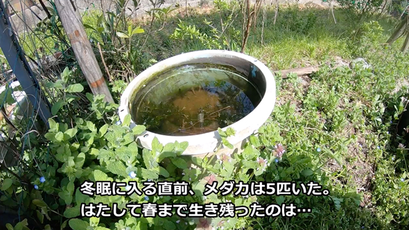 メダカビオトープの水替え