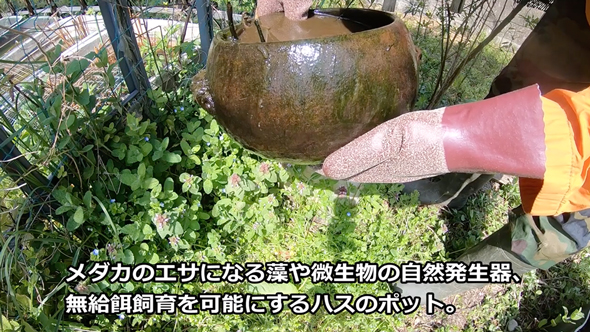 メダカビオトープの水替え