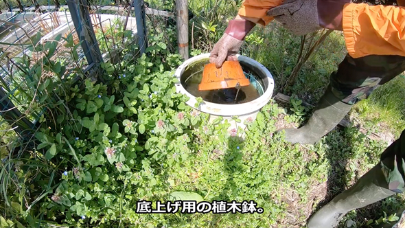 メダカビオトープの水替え