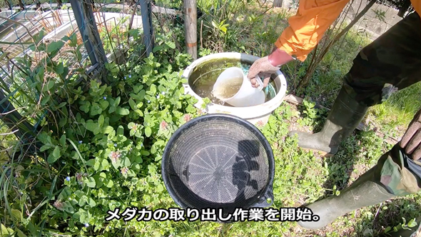 メダカビオトープの水替え
