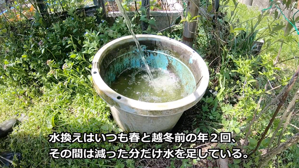 メダカビオトープの水替え