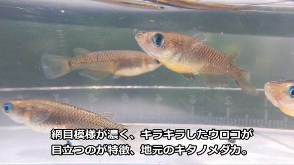 メダカビオトープの水替え