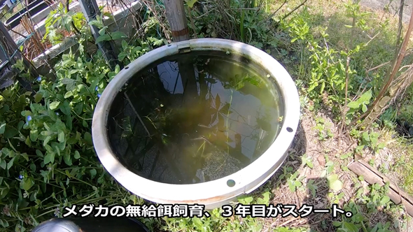 メダカビオトープの水替え