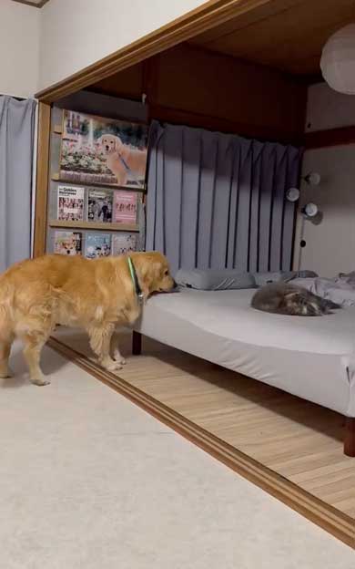ゴールデン