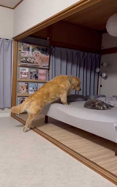 寝ている猫に気を使うデカワンコ