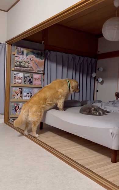 寝ている猫に気を使うデカワンコ