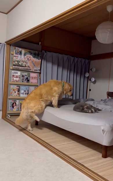 寝ている猫に気を使うデカワンコ