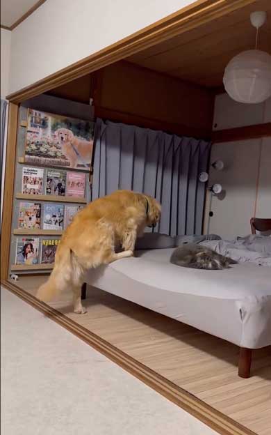 寝ている猫に気を使うデカワンコ