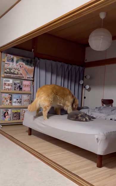 寝ている猫に気を使うデカワンコ