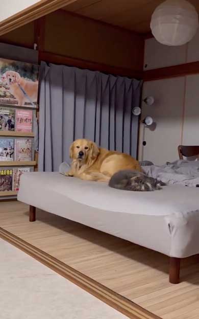 寝ている猫に気を使うデカワンコ