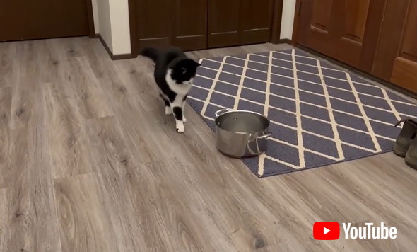 飼い主と一緒にヨガのポーズをする猫