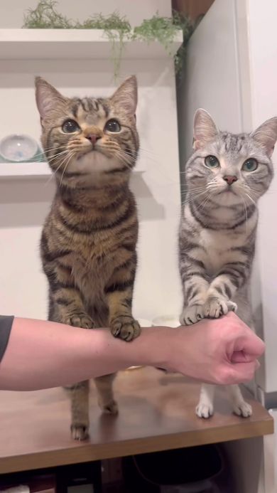 待ちきれなくて飼い主の腕に前足を乗せて身を乗り出す猫たち