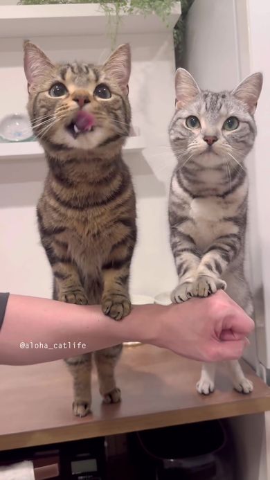 待ちきれなくて飼い主の腕に前足を乗せて身を乗り出す猫たち
