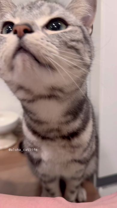 待ちきれなくて飼い主の腕に前足を乗せて身を乗り出し鼻を突き出す猫