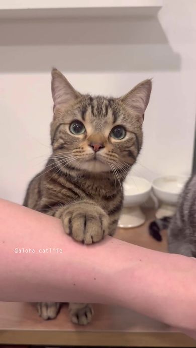 待ちきれなくて飼い主の腕に前足を乗せる猫
