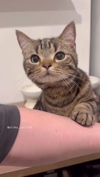待ちきれなくて飼い主の腕に前足を乗せる猫
