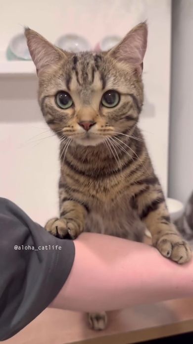 待ちきれなくて飼い主の腕に前足を乗せる猫
