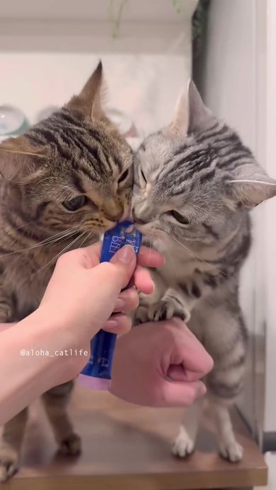 おやつにむしゃぶりつく猫たち