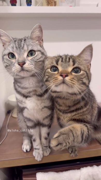 兄猫に近い方の耳を動かしながら真っすぐ前を見つめる弟猫