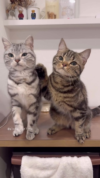 夢中になるあまり前足が兄猫にヒットしてしまう弟猫
