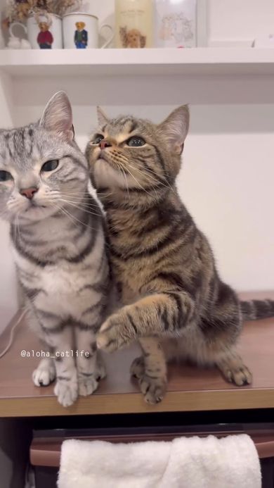 夢中になるあまり体をくっつけてしまう弟猫と身をよじる兄猫