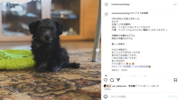 石田ゆり子さんが飼っているトイプードルの「こぐま」