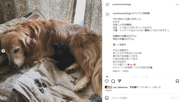 石田ゆり子さんが飼っているトイプードルの「こぐま」