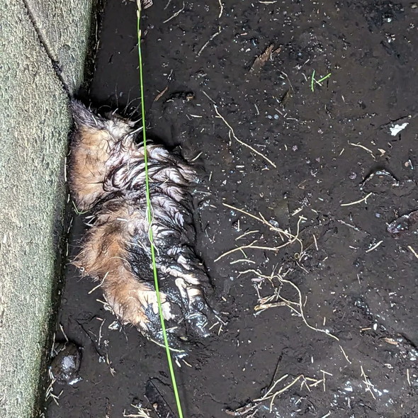 子猫