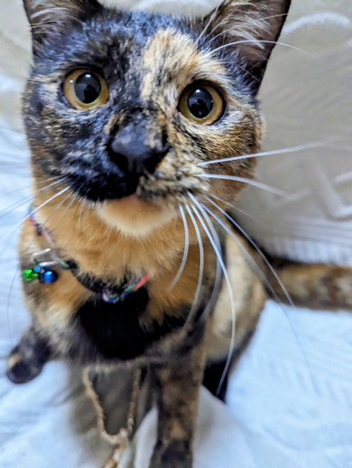 元気に育ったサビ猫ちゃんの姿