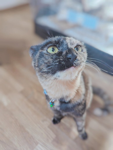 健やかに過ごすサビ猫ちゃんの姿