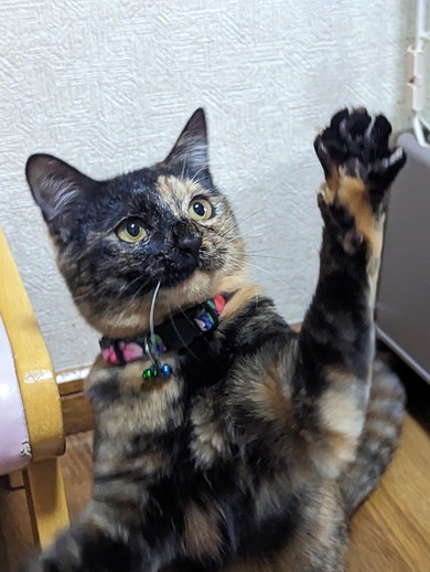 健やかに過ごすサビ猫ちゃんの姿