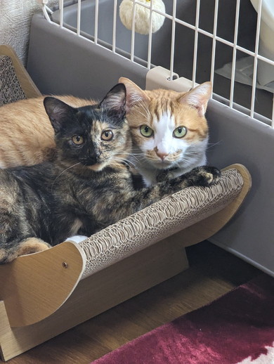 健やかに過ごすサビ猫ちゃんの姿