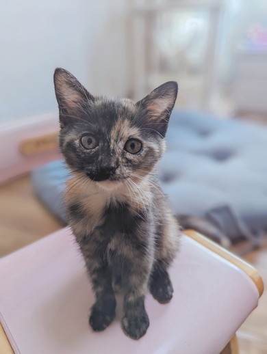 健やかに過ごすサビ猫ちゃんの姿