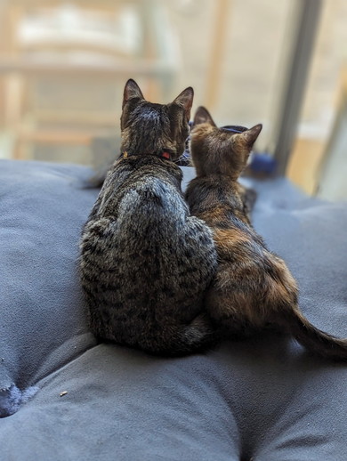 健やかに過ごすサビ猫ちゃんの姿