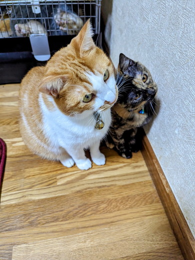 健やかに過ごすサビ猫ちゃんの姿