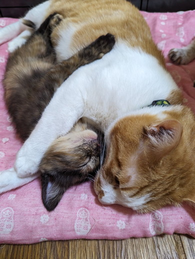 健やかに過ごすサビ猫ちゃんの姿