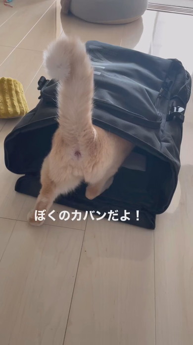 カバンに入る猫ちゃんの様子