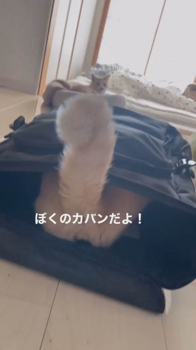 カバンに入る猫ちゃんの様子
