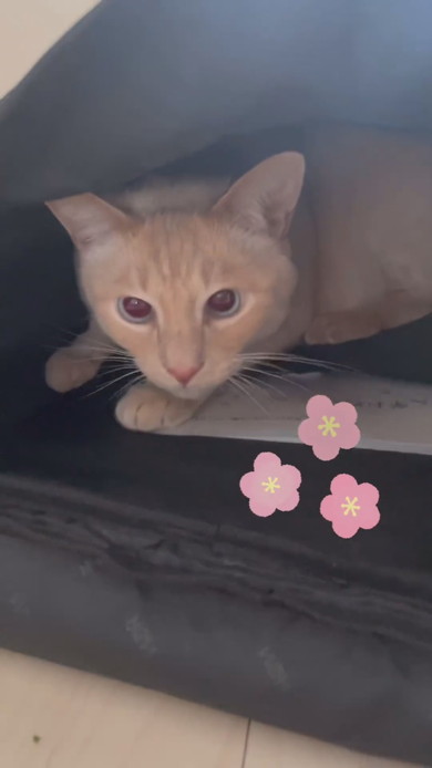 カバンに入る猫ちゃんの様子