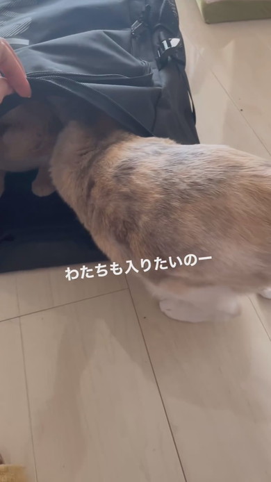 カバンに入る猫ちゃんの様子
