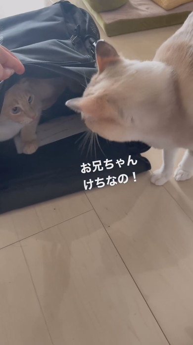 カバンに入る猫ちゃんの様子