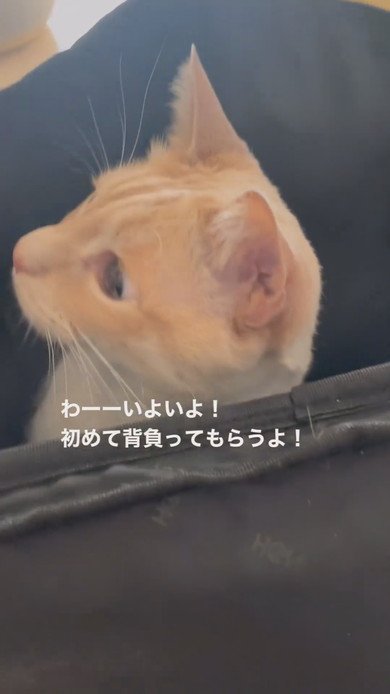カバンに入る猫ちゃんの様子