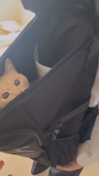 カバンに入る猫ちゃんの様子